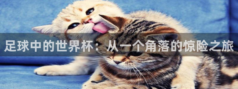 法国杯2026赛程表：足球中的世界杯：从一个角落的惊险之旅